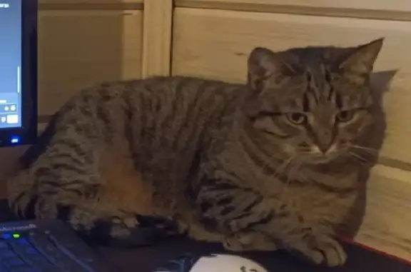 Кошки потеряшки, Домодедово, фото: Потеряшка кошка, Домодедово, 46Н-01569