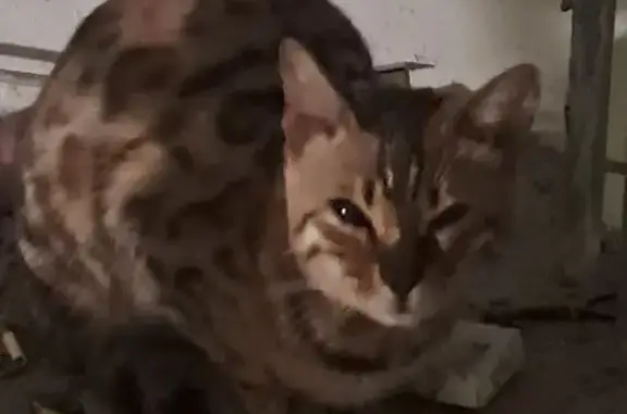 Найдена кошка, Пенза, фото: Найдена кошка у пр. Строителей, 160, Пенза