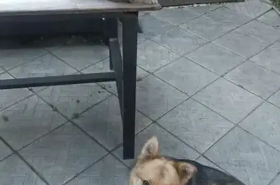 Собаки потеряшки, Саратов, фото: Потеряшка собака в Затоне, Саратов