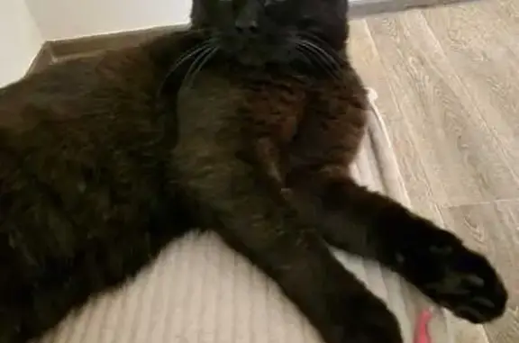 Кошки потеряшки, Лиски, фото: Потеряшка кошка, ул. Жукова, 12, Лиски