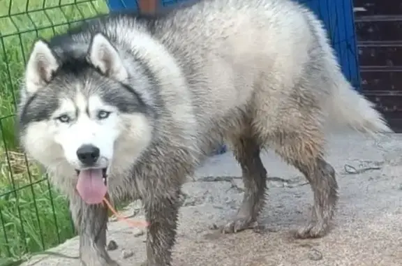 Собаки потеряшки, Луховицы, фото: Потеряшка собака, Луговая ул., Луховицы