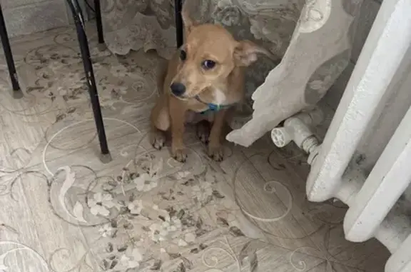 Найдена собака, Оренбург, фото: Щенок найден: ул. Мира, 3А, Оренбург