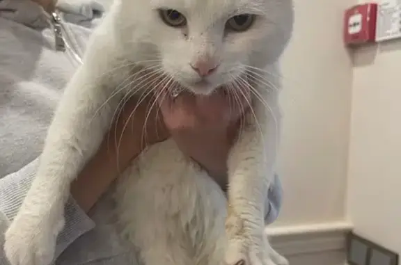 Найдена кошка, Нижний Новгород, фото: Кошка найдена: Ковалихинская 60, НН