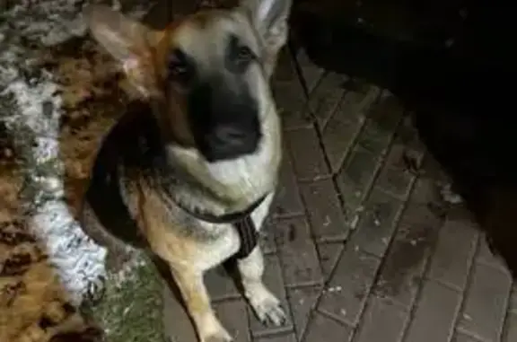 Найдена собака, Тучково, фото: Овчарка найдена, Тучково 46К-1152