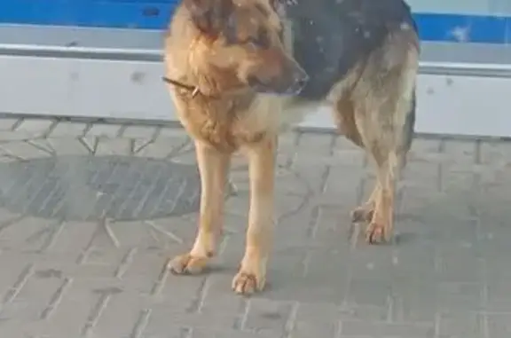Овчарка найдена: ул. А. Невского, Калининград