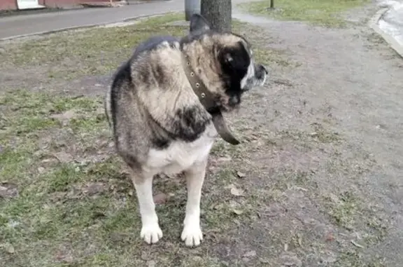 Найдена собака, Петрозаводск, фото: Найдена собака, пл. Гагарина 3, Петрозаводск
