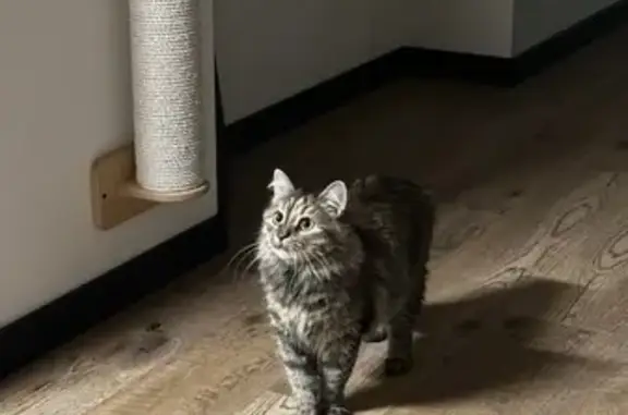 Пропала кошка, Ерофейка, Вологодская обл.