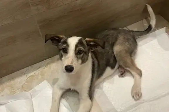 Найдена собака, Самара, фото: Найдена собака на Льва Толстого, 87, Самара