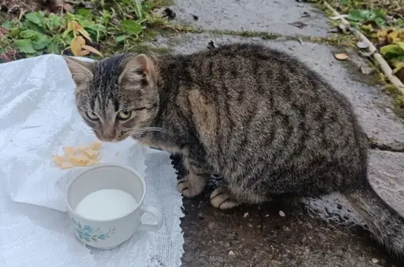 Найдена кошка, Домодедово, фото: Котик найден: Владимирская 23, Домодедово