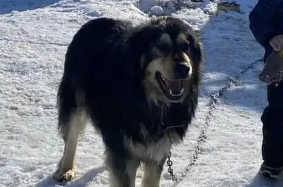 Собаки потеряшки, , фото: Потеряшка собака, Южный р-н, Центр. линия, 76