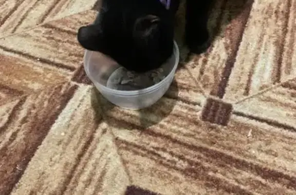 Пропала кошка, ул. Челюскинцев, Ржев