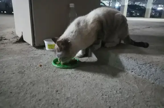 Объявления о пропавших и найденных животных, Нижний Тагил, фото: Кошка найдена: ул. Зари, Нижний Тагил