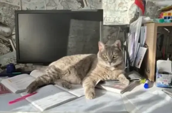 Пропал кот, ул. Развития, 15, Челябинск