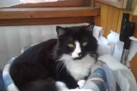 Пропала кошка на Рионской, 20, Волгоград