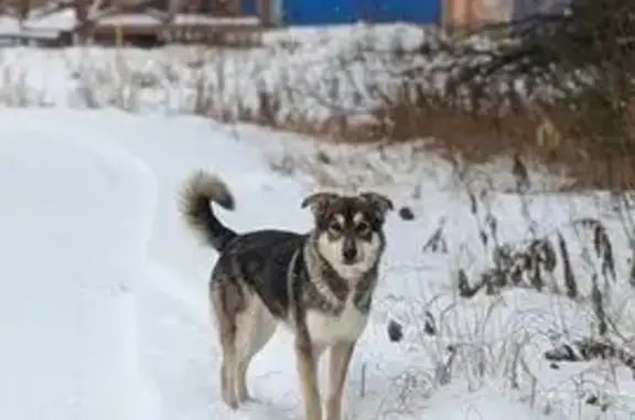 Собака найдена в Зоркальцевском, Томск