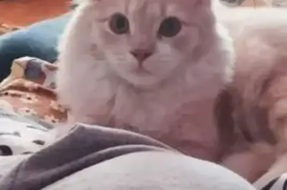 Пропала кошка на Раевского 9, Губкин