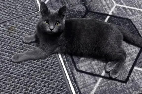 Пропала кошка Дымок, Ленинградская 94