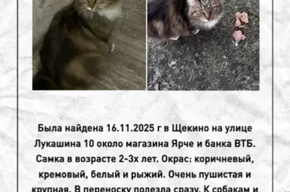 Найденные животные Щёкино, фото: Кошка найдена: ул. Лукашина, 10, Щёкино
