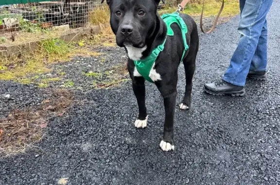 Собака найдена: ЦКАД, Свитино