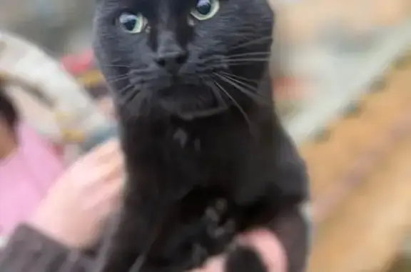 Найдена кошка, Шатура, фото: Кошка найдена: ул. Строителей, 2/1, Шатура