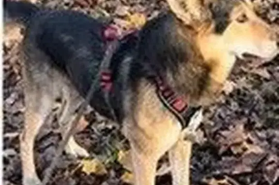 Пропала собака, Стартовая ул., Москва