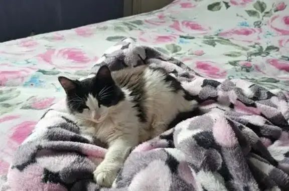 Найдена кошка, Нижегородская область, фото: Найдена кошка, Нижний Новгород