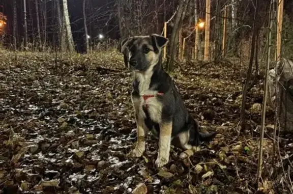 Пропала собака на Ямской улице, Тюмень