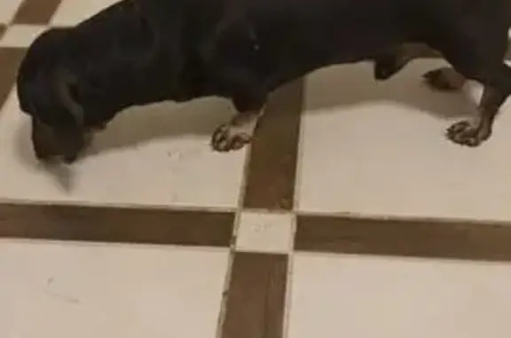 Найденные животные Сибай, фото: Такса найдена, ул. Заки Валиди 33, Сибай