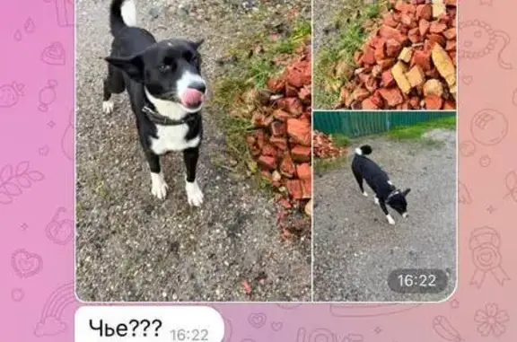 Найдена собака, Зеленоградск, фото: Собака найдена: Зеленоградск, 27К-278