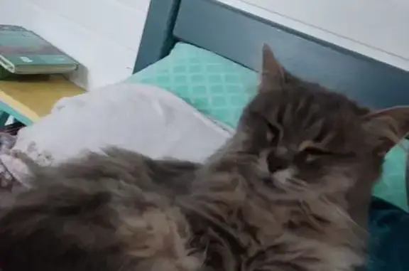 Пропала серая кошка, Спас-Коркодино, 63