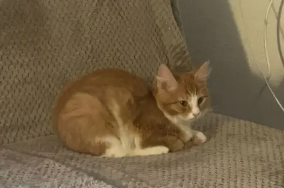 Кошки потеряшки, , фото: Потеряшка кошка на Чароитовой, 1 к3