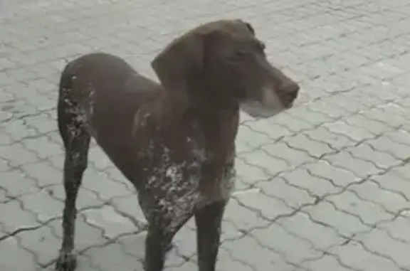 Найдена собака, Екатеринбург, фото: Собака найдена у парка Павлика Морозова