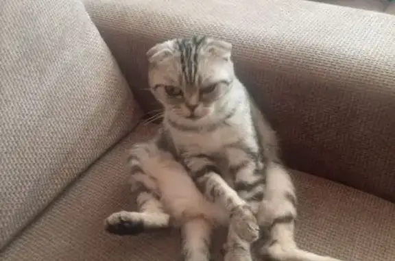 Пропала кошка, Минская ул. 85, Бузулук