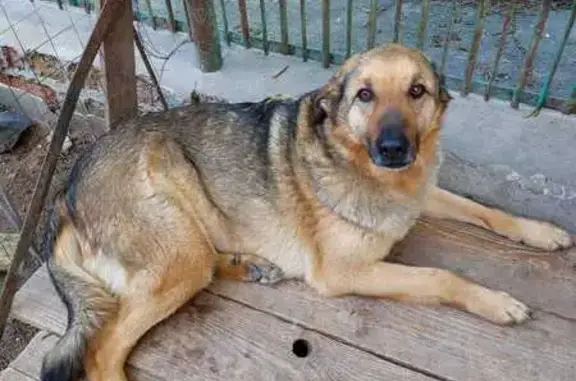 Пропала собака, ул. Пирогова 27, Ростов