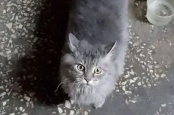 Пропала кошка, Елькина 5, Челябинск