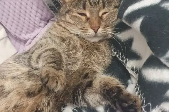 Кошки потеряшки, Нижний Новгород, фото: Потеряшка кошка, ул. Мельникова-Печёрского, 5