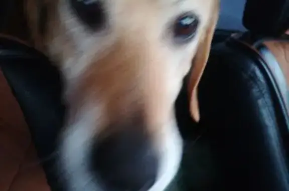 Найдена собака, Кемеровская область, фото: Собака найдена в Калтана, Кемеровская область