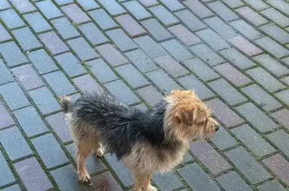 Найдена собака, Васильково, фото: Собака найдена: Шатурская ул., 35Д, Васильково