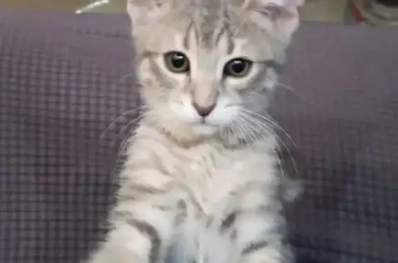 Пропала кошка на ул. Орбитальная, Ростов-на-Дону