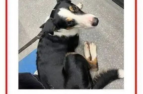 Найдена собака, Зеленоград, фото: Собака найдена, проектируемый проезд 4803