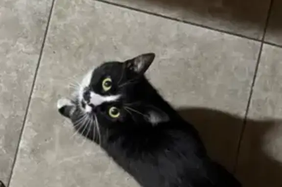 Пропала кошка на Южнобережном шоссе