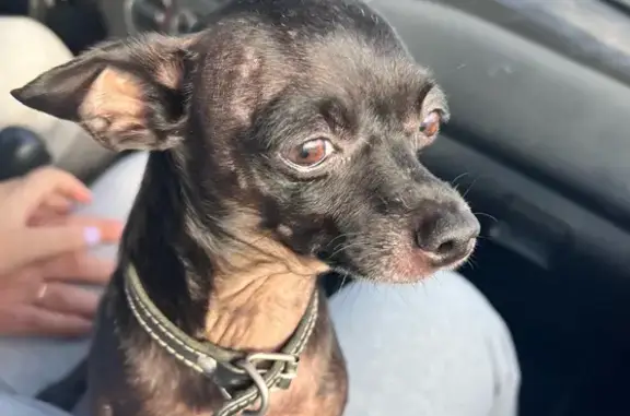 Пропала собака, Северная ул. 191, Тимашёвск