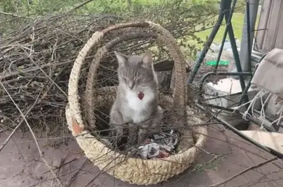 Кошки потеряшки, Московская область, фото: Потеряшка кошка в Жаворонках, МО