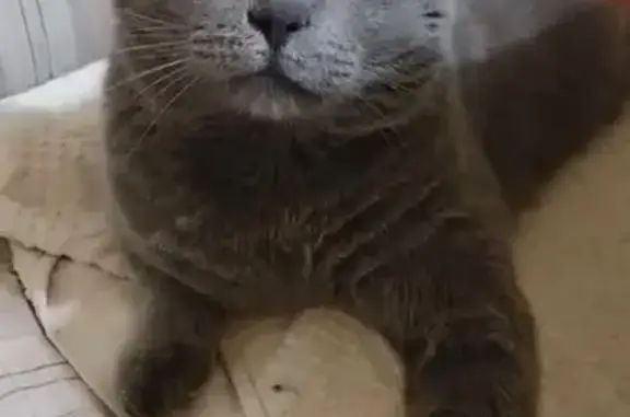 Пропала кошка, ул. Калинина, Пластуновская