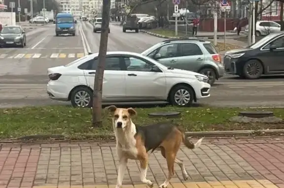 Найдена собака, Белгород, фото: Потерян песик на ул. Будённого, Белгород