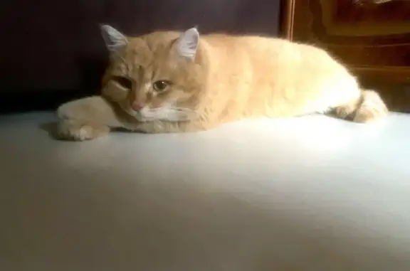 Пропал кот, Открытое шоссе 16 с7, Москва