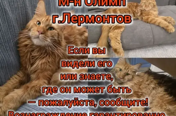 Пропала кошка, Лермонтов, Ставрополье