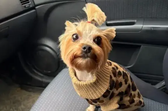 Пропала собака, Обводный Канал 76, Арх.