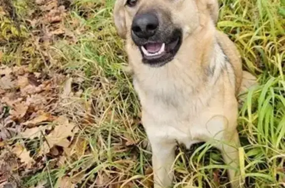 Найдена собака, Тульская область, фото: Найдена собака, Верхняя Иншинка, Тула