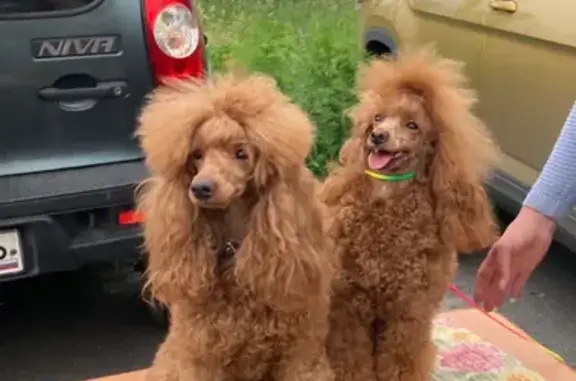 Пропала рыжая пудель, Орловская 1, Курск
